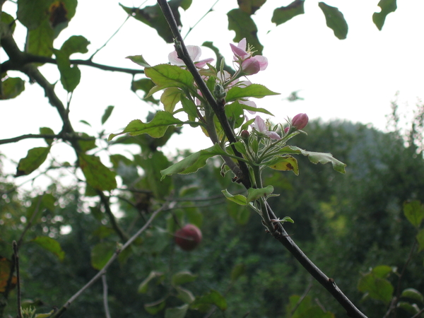 Appelbloesem in september