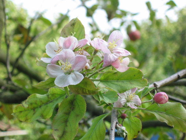 Appelbloesem half september