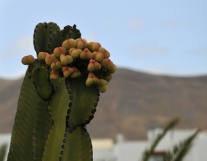 playa blanca 1 097