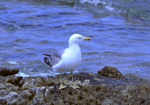 playa blanca 1 372