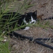 Panormo : poes.