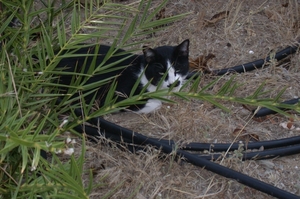 Panormo : poes.