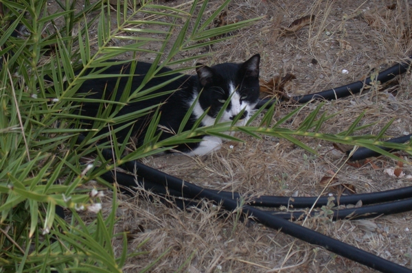 Panormo : poes.
