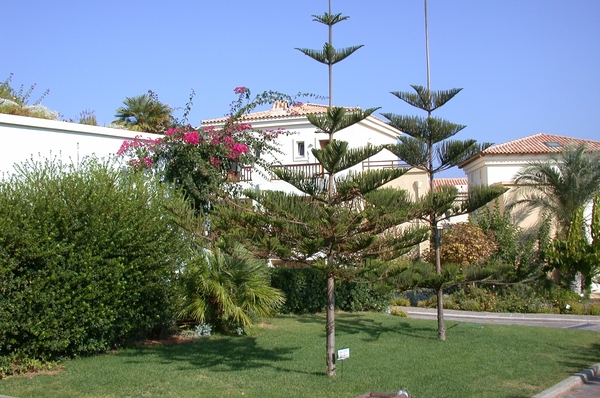 Panormo : Club Marine Palace : tuin