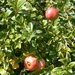 Granaatappels