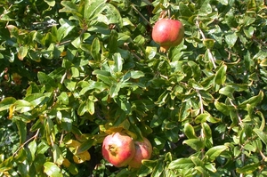 Granaatappels