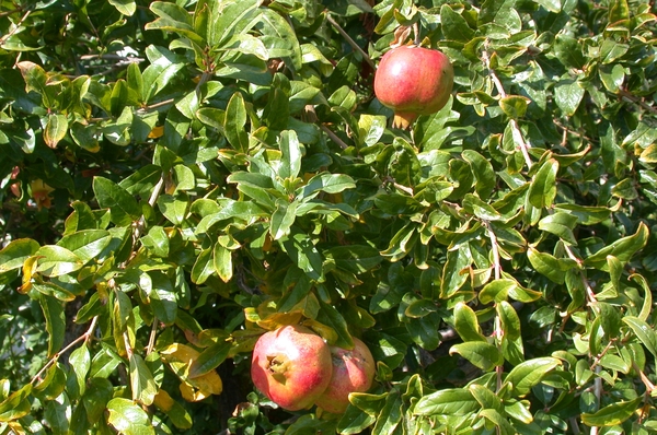 Granaatappels