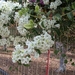 Mooie bloemen