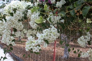 Mooie bloemen