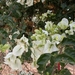 Mooie bloemen