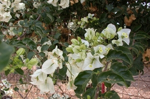 Mooie bloemen