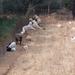 Grazende schapen