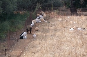 Grazende schapen
