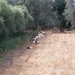 Schapen...