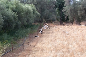 Schapen...