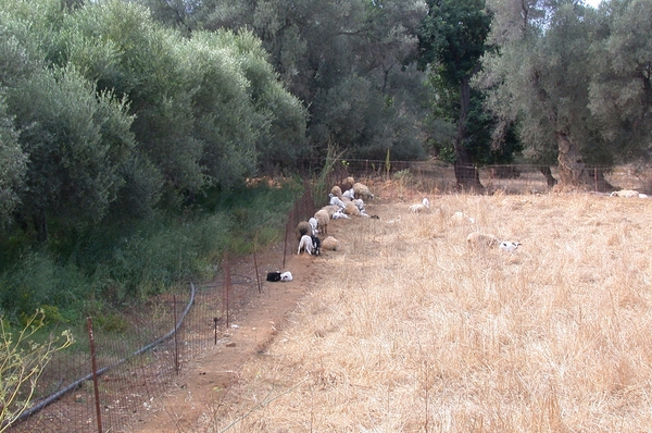 Schapen...
