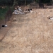 Schapen...