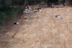 Schapen...