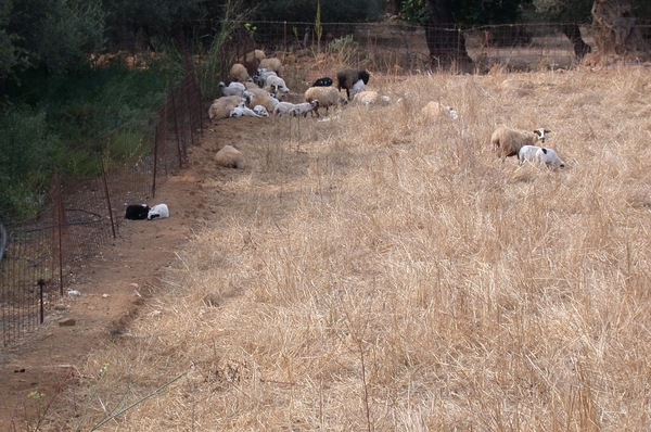Schapen...