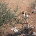 Schapen...