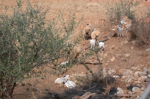 Schapen...