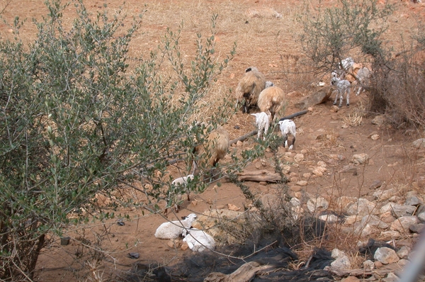 Schapen...