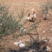 Schapen...