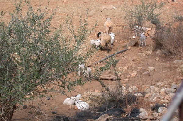 Schapen...