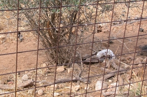 Lammetje