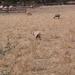 Schapen...