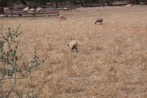 Schapen...