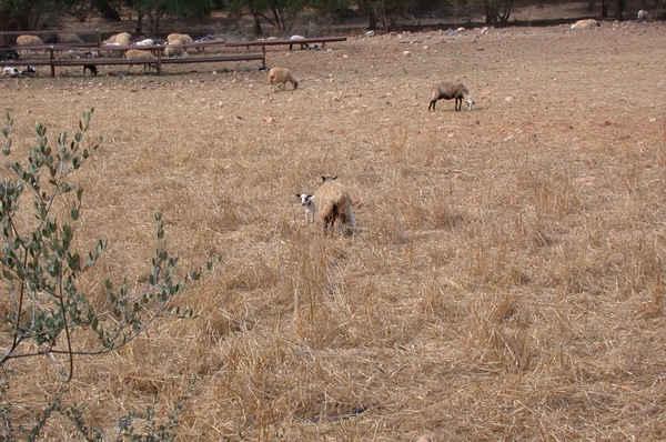 Schapen...