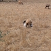 Schapen...
