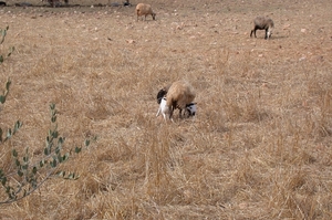 Schapen...