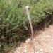 Silversword (= 