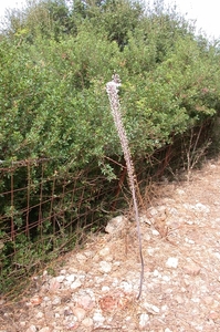 Silversword (= 