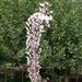 Silversword (= 