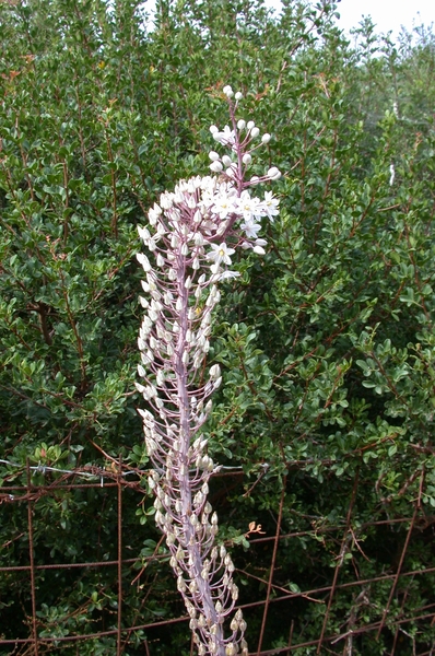 Silversword (= 