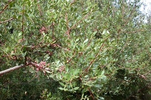 DSCN3641