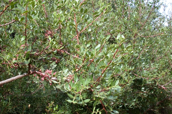 DSCN3641