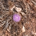 Distel in bloei
