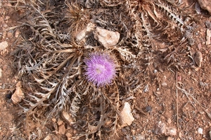 Distel in bloei
