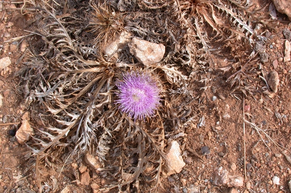 Distel in bloei