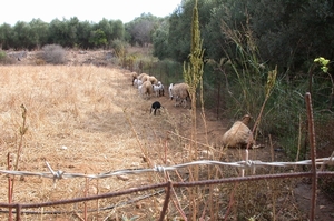 Schapen...