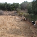 Schapen...