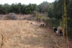 Schapen...