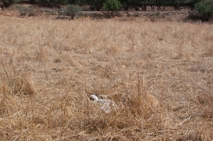 DSCN3646