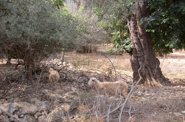 Schapen en oude olijfboom