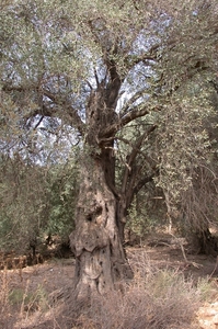 Oude olijfboom