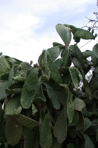 DSCN3654